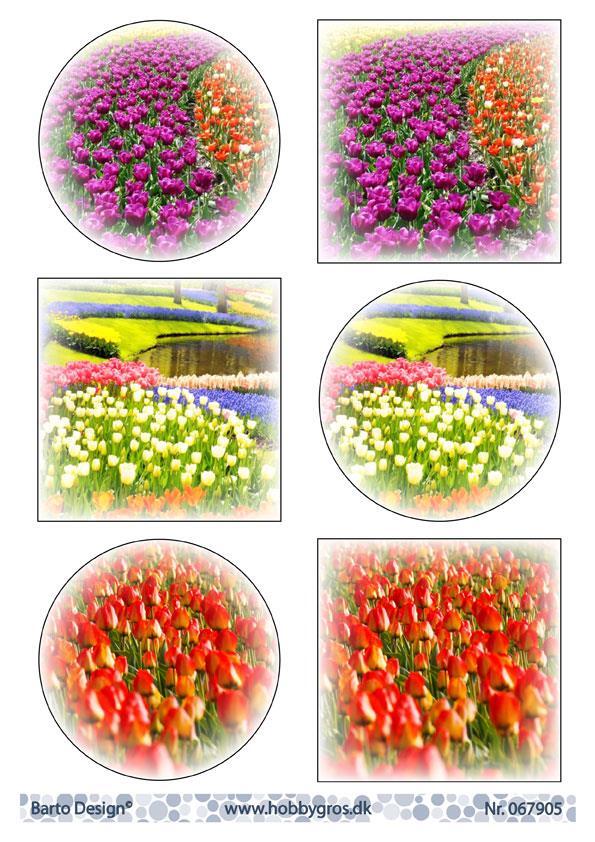 3D ark Barto Design billeder af blomst